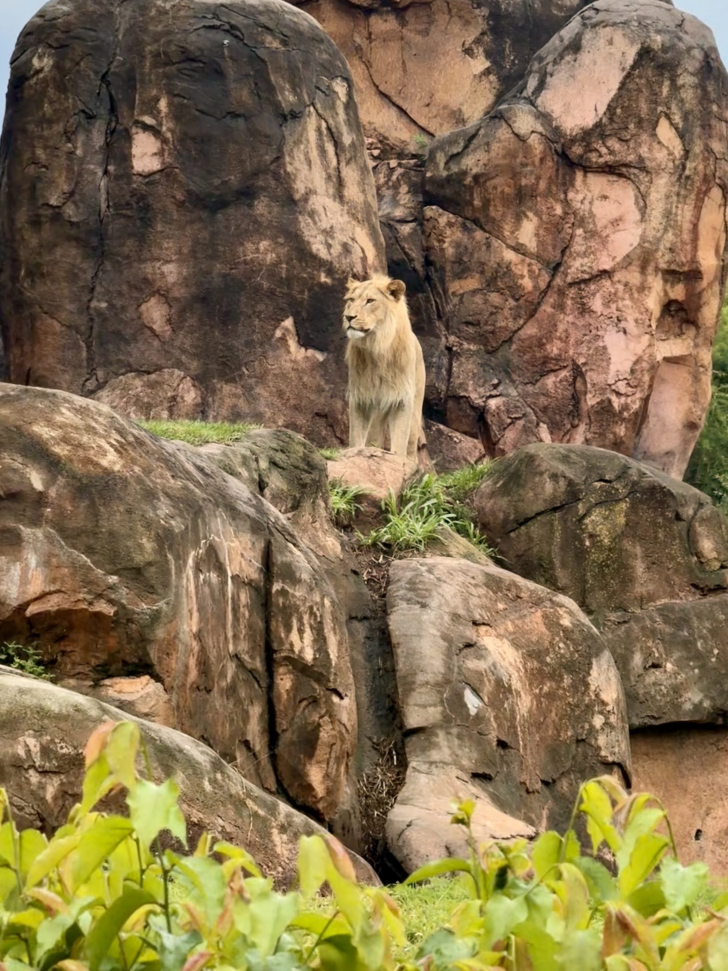 A lioness stands on a rock formation